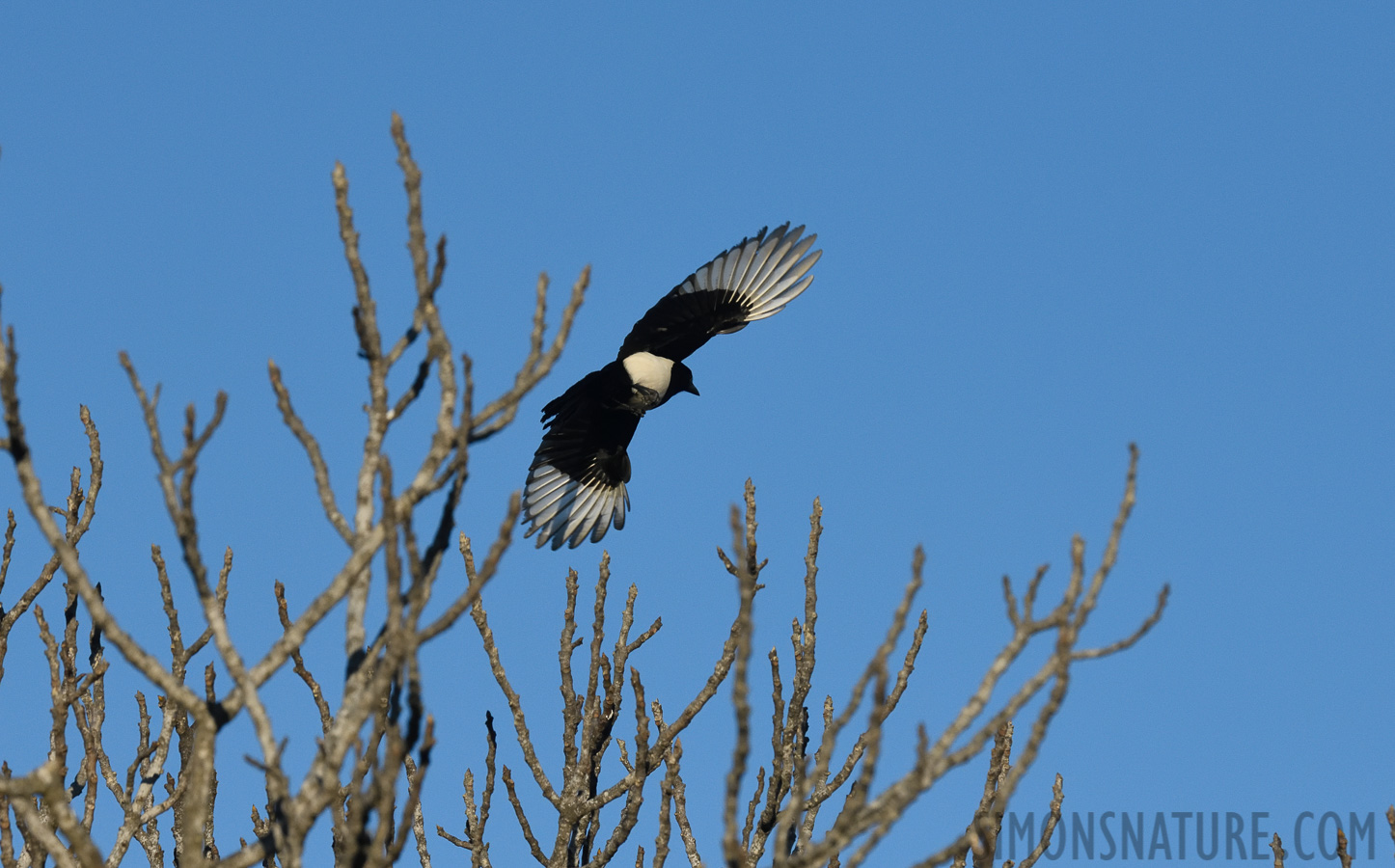 Pica pica melanotos [400 mm, 1/4000 Sek. bei f / 10, ISO 1600]